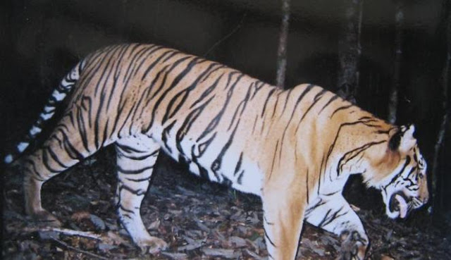 Harimau Sumatera tertangkap kamera pengintai di hutan Pesisir Selatan (2008)