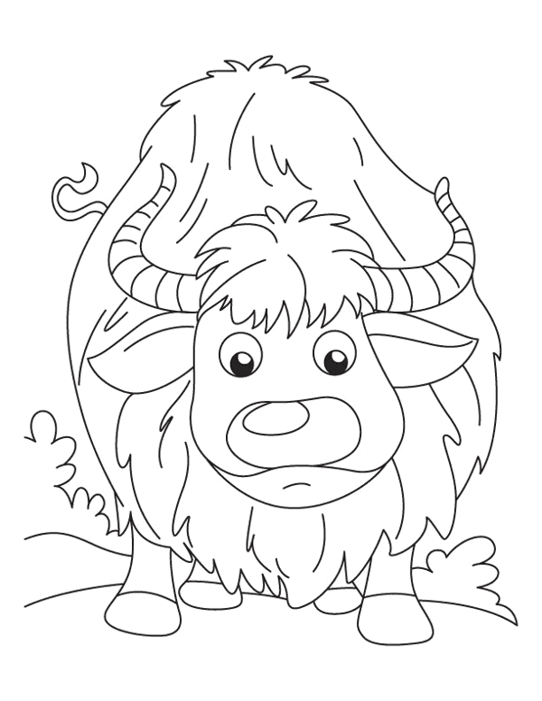 Yak Coloring Page For Kids