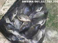 Essen Ikan Mas Kilo Gebrus Aroma Seribu Bunga Essen Ikan Mas Kilo Gebrus Aroma Seribu Bunga
