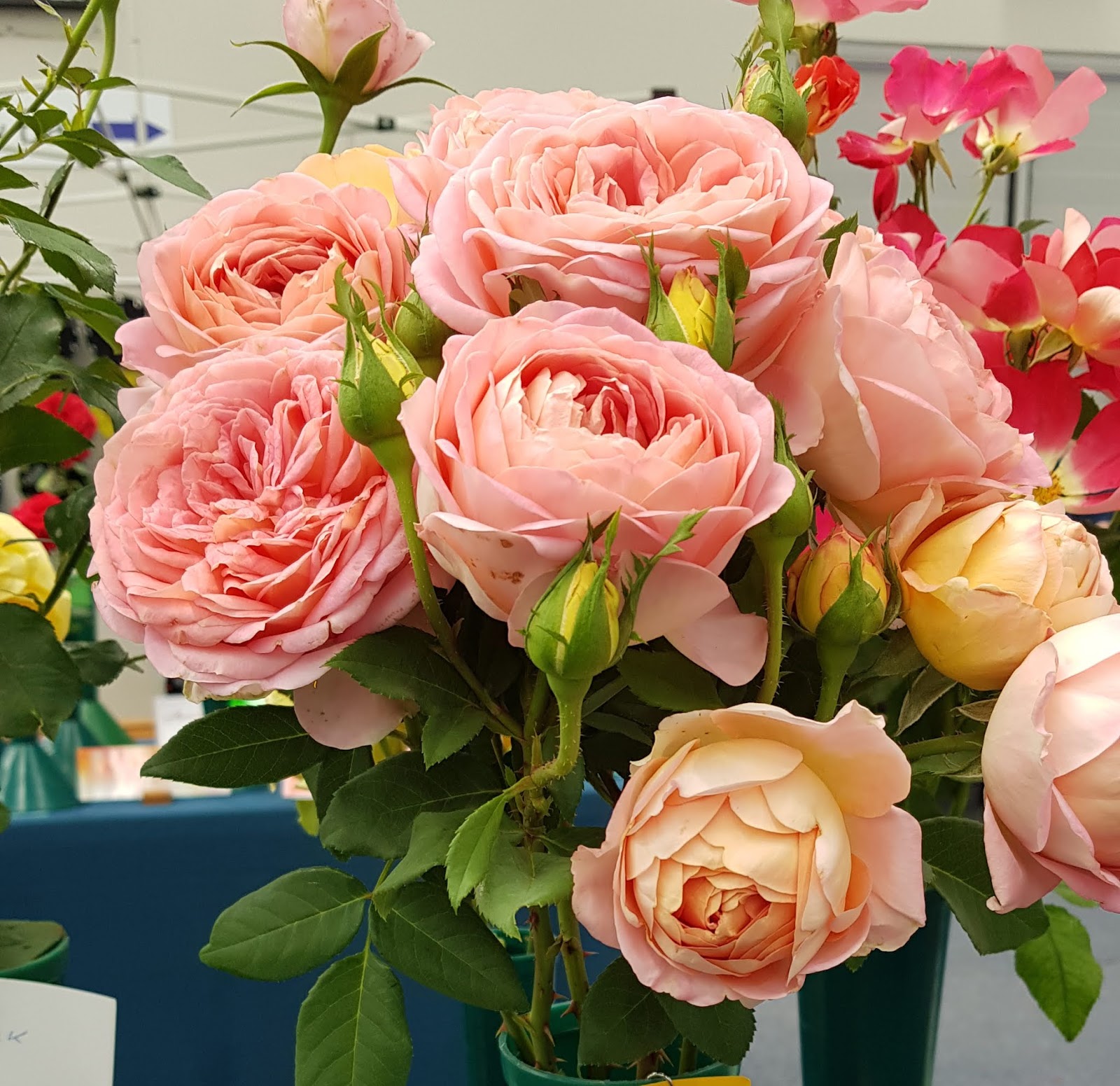 Goulburn Rose Show Bountiful Life