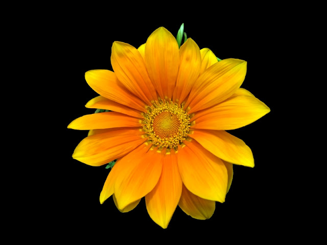 Yellow Daisy
