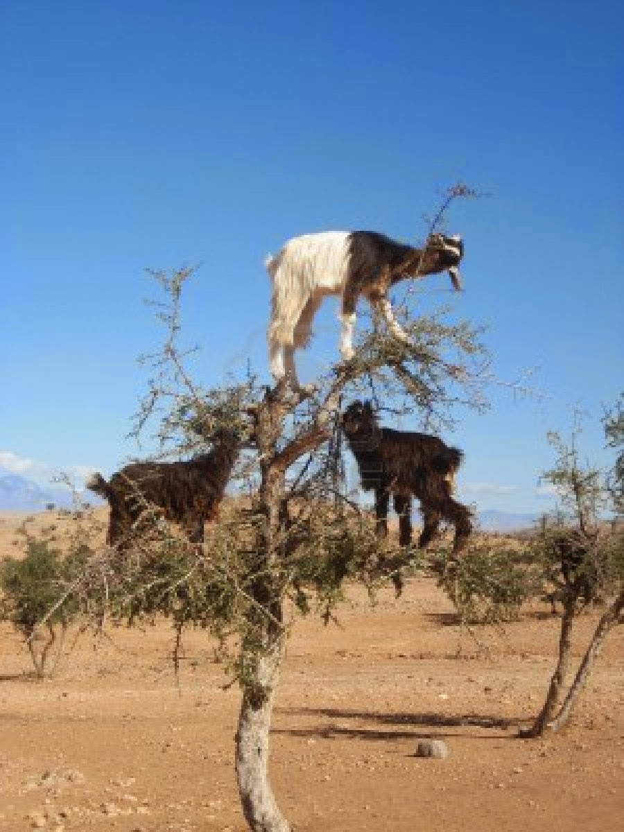 Fresh Fizzy Goat Tree