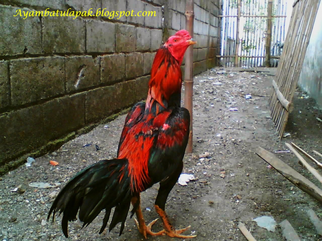 Ayam Bangkok Batu Lapak: Ciri2 Ayam Bangkok Batu Lapak