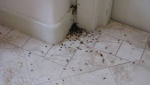 Το κόλπο για να εξαφανίσετε τα μυρμήγκια από το σπίτι