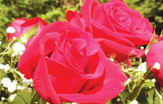 गेंदा की खेती, गुलाब की कलम, गुलाब की खेती से कमाई, गुलाब लगाने की विधि, गुलाब की देखभाल, गुलाब के फूल की जानकारी, गुलाब की कटिंग, गुलाब के बीज
