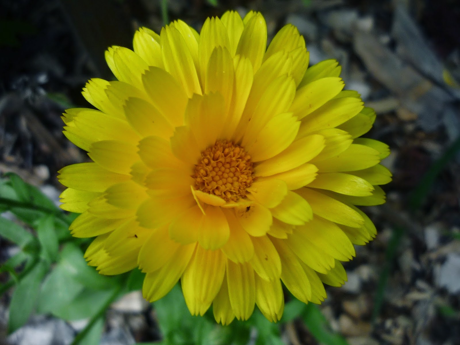 Vermont backyard flowers Aug 2014 Litter with a Story To Tell