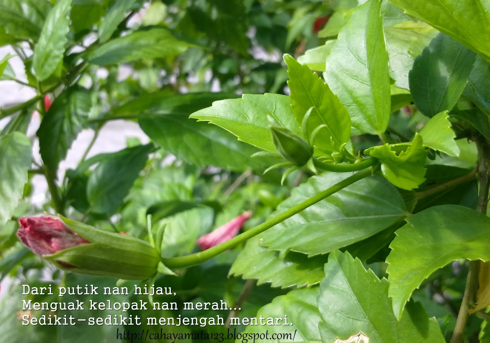 Puisi Bunga Puisi Tentang Taman Bunga Yang Indah KT