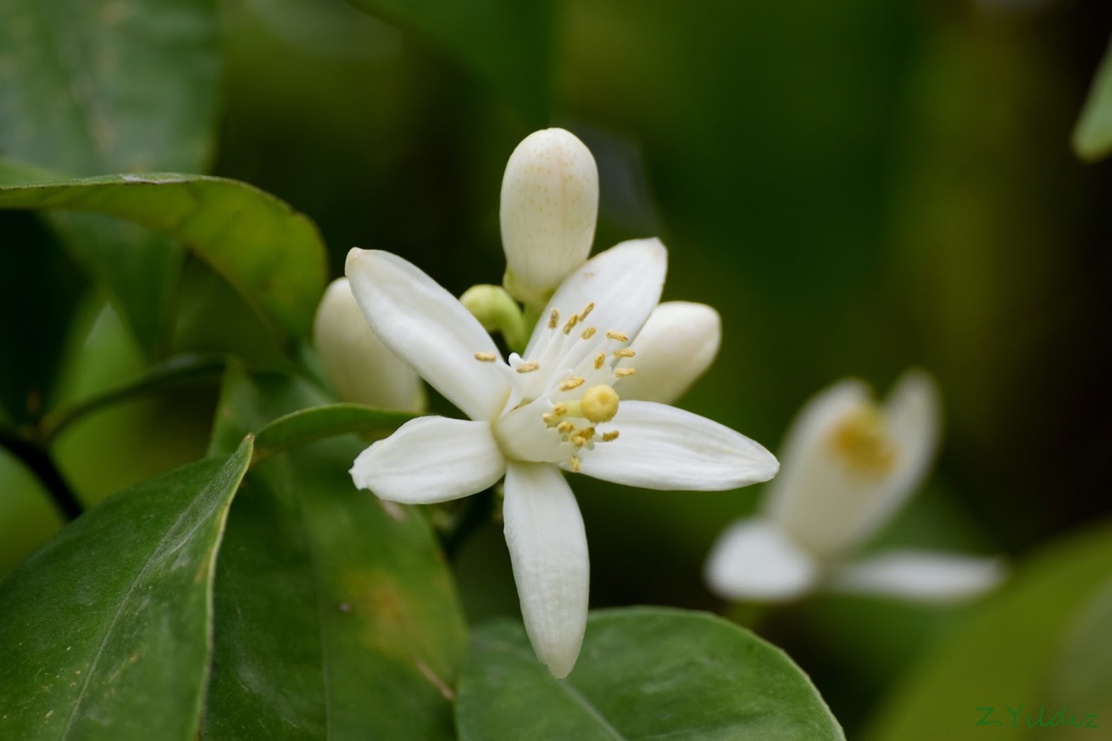нероли цветок. нероли цветок горького апельсинового дерева. флердоранж комнатное растение. цветок апельсина флердоранж. померанец нероли петигрен.
