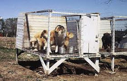 About Puppy Mill Bill...
