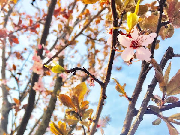 5 on Friday: Spring Blooms