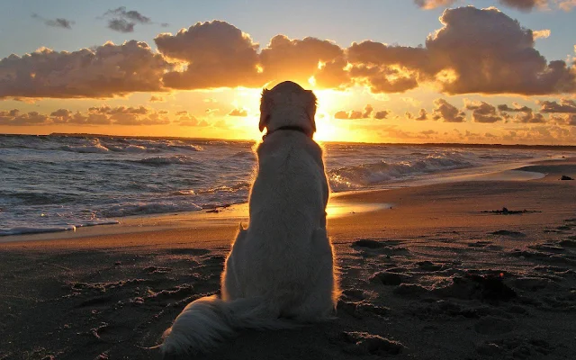 Hond op het strand tijdens zonsondergang