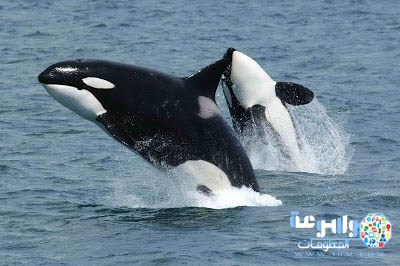 حيتان الأوركا القاتلة