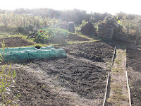 Allotment Growing - Clearing and Preparing Beds