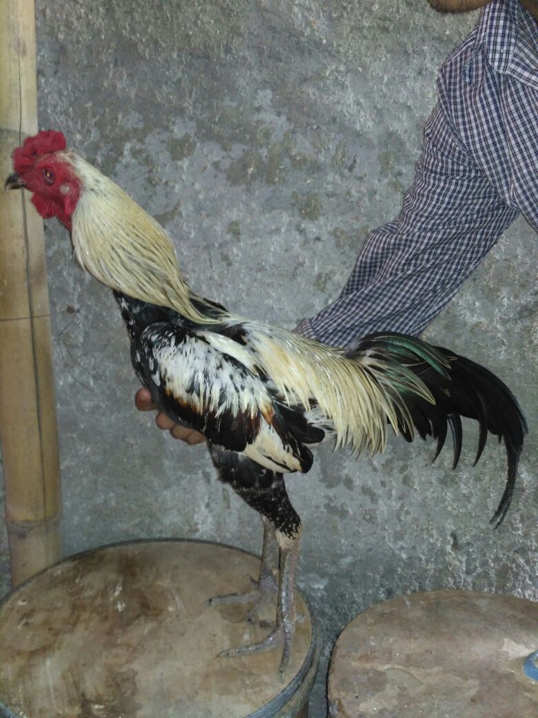 Download Ciri Ciri Kepala Ayam Pama Gallery