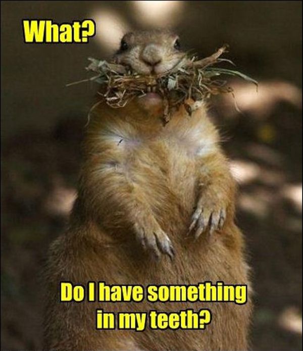 Funny animal pictures with captions, animal caption pictures, funny caption pictures, animal memes