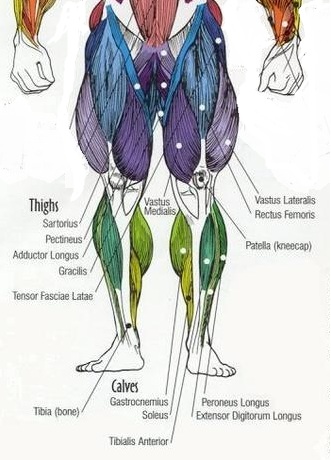 Deigram Of Outside Leg Muscles - anatomy lower leg muscles / Muscle