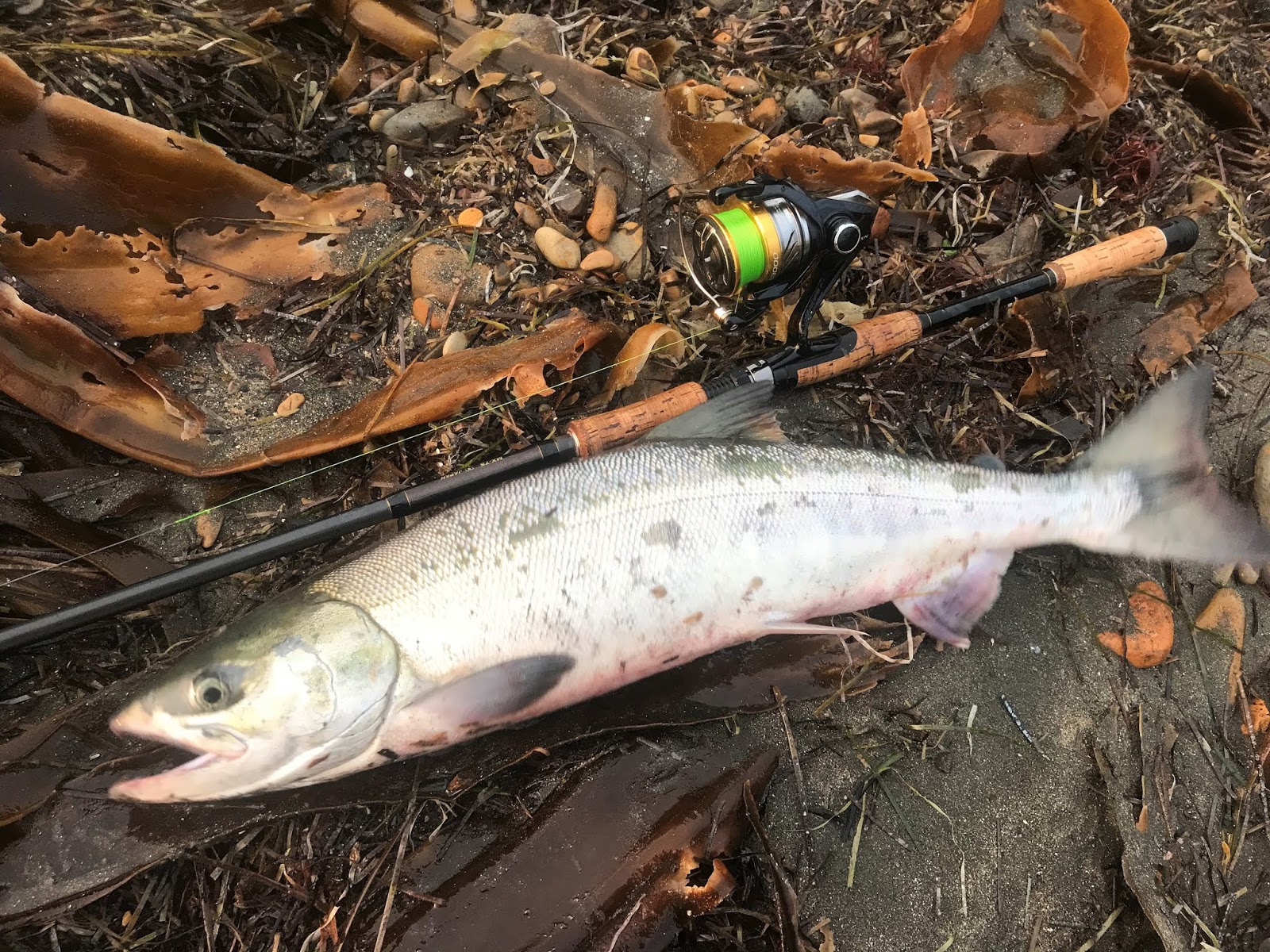 怪魚と世界の旅ノート サケ釣り２０１８ その１２