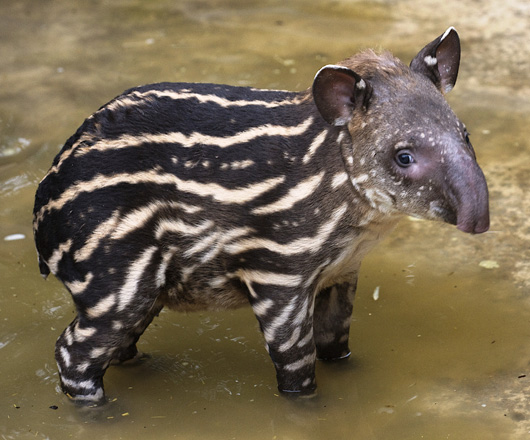 foto tapir - gambar binatang