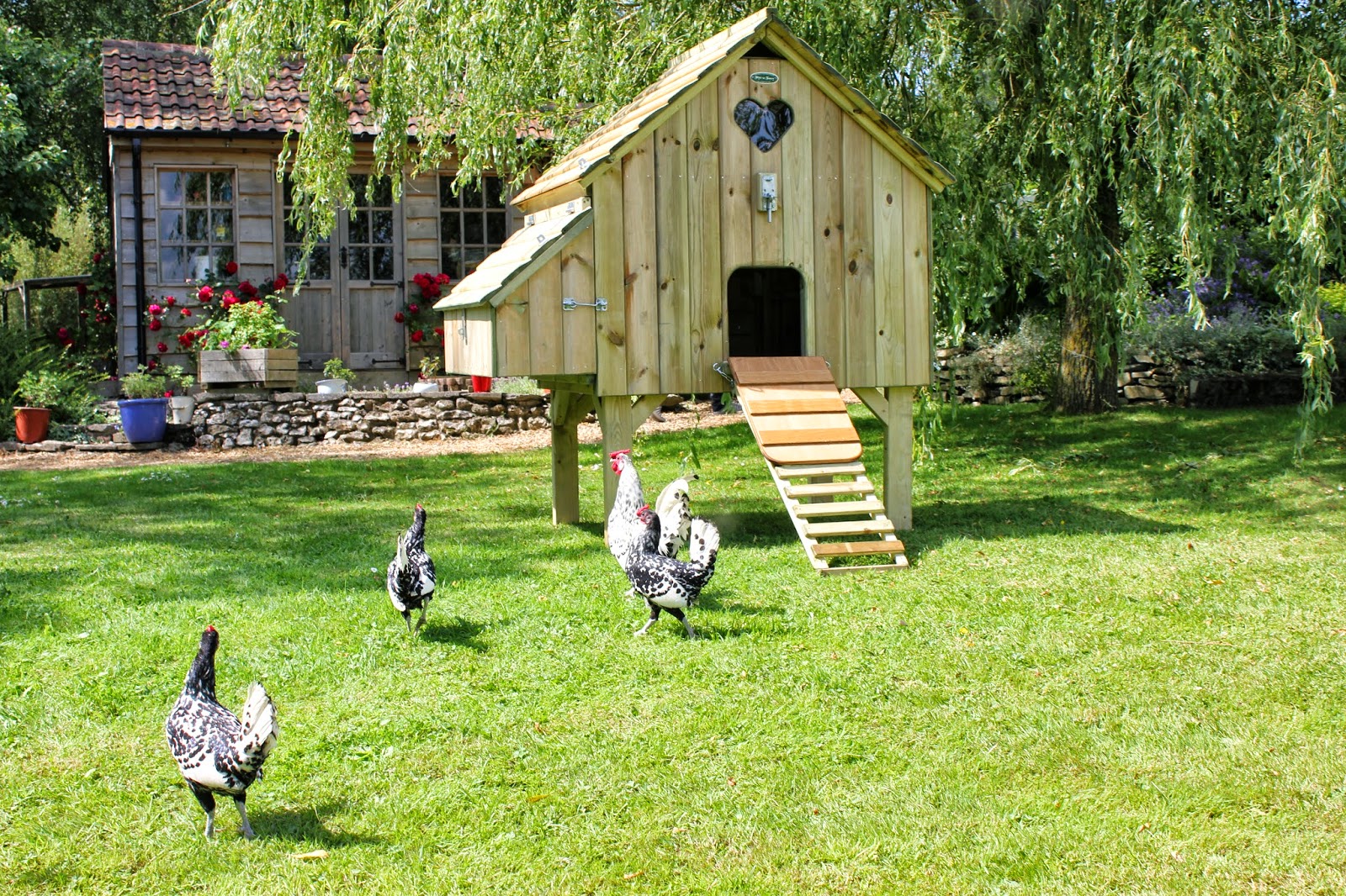 Top Tips on Happy Chicken Keeping