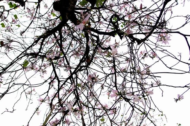 [Image: Hoa-sua-hoa-ban-no-trang-troi-Ha-Noi-7.jpg]