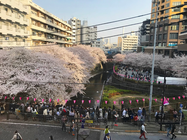 Naka-Meguro Station Sakura