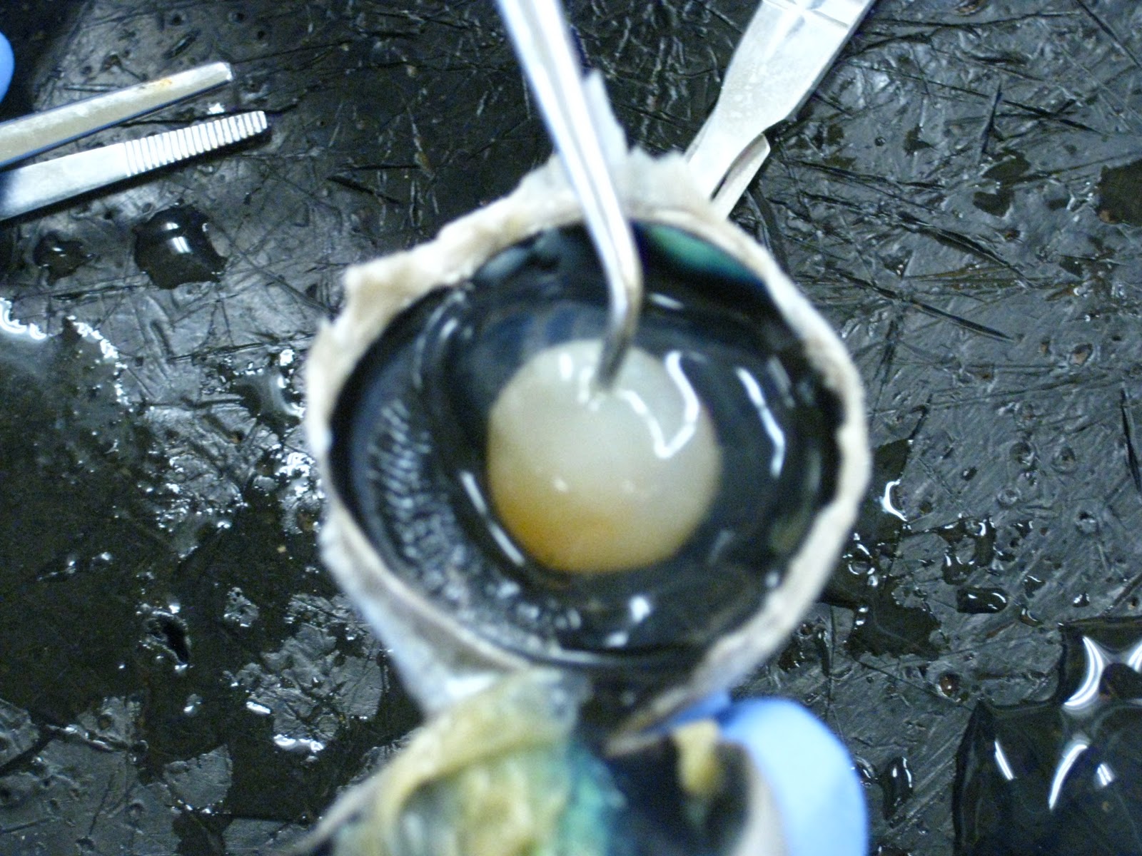 Cow Eye and Ear Model Cow Eye