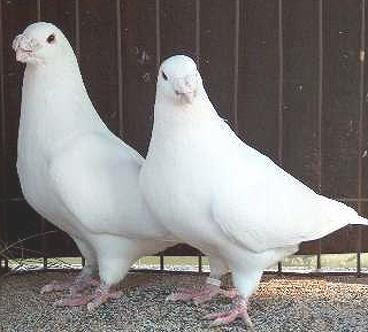 Jenis Jenis Merpati Pos Atau Homer Pigeon Pawiro Bird Farm