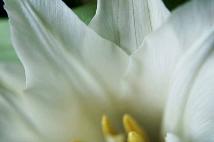 Adern einer weißen Tulpe mit spitzen Blättern { by it's me! }