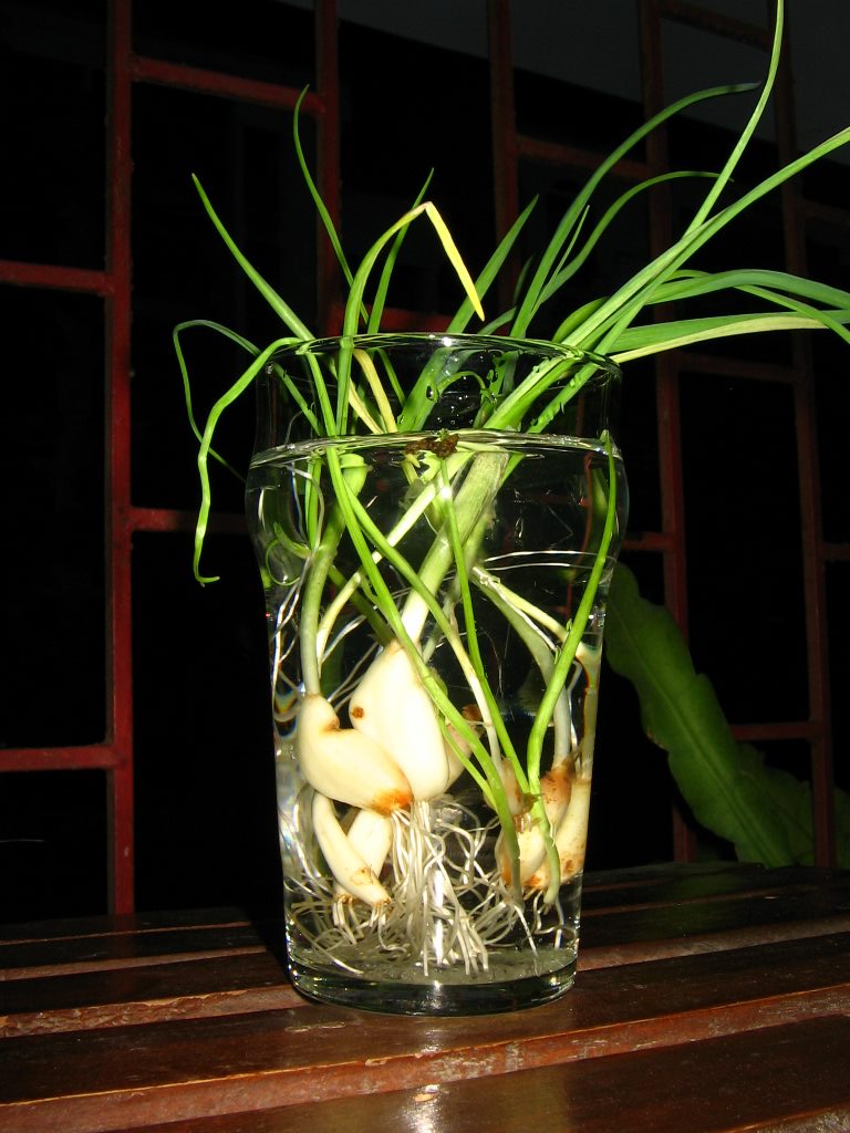 annaparabrahma-growing-green-garlic
