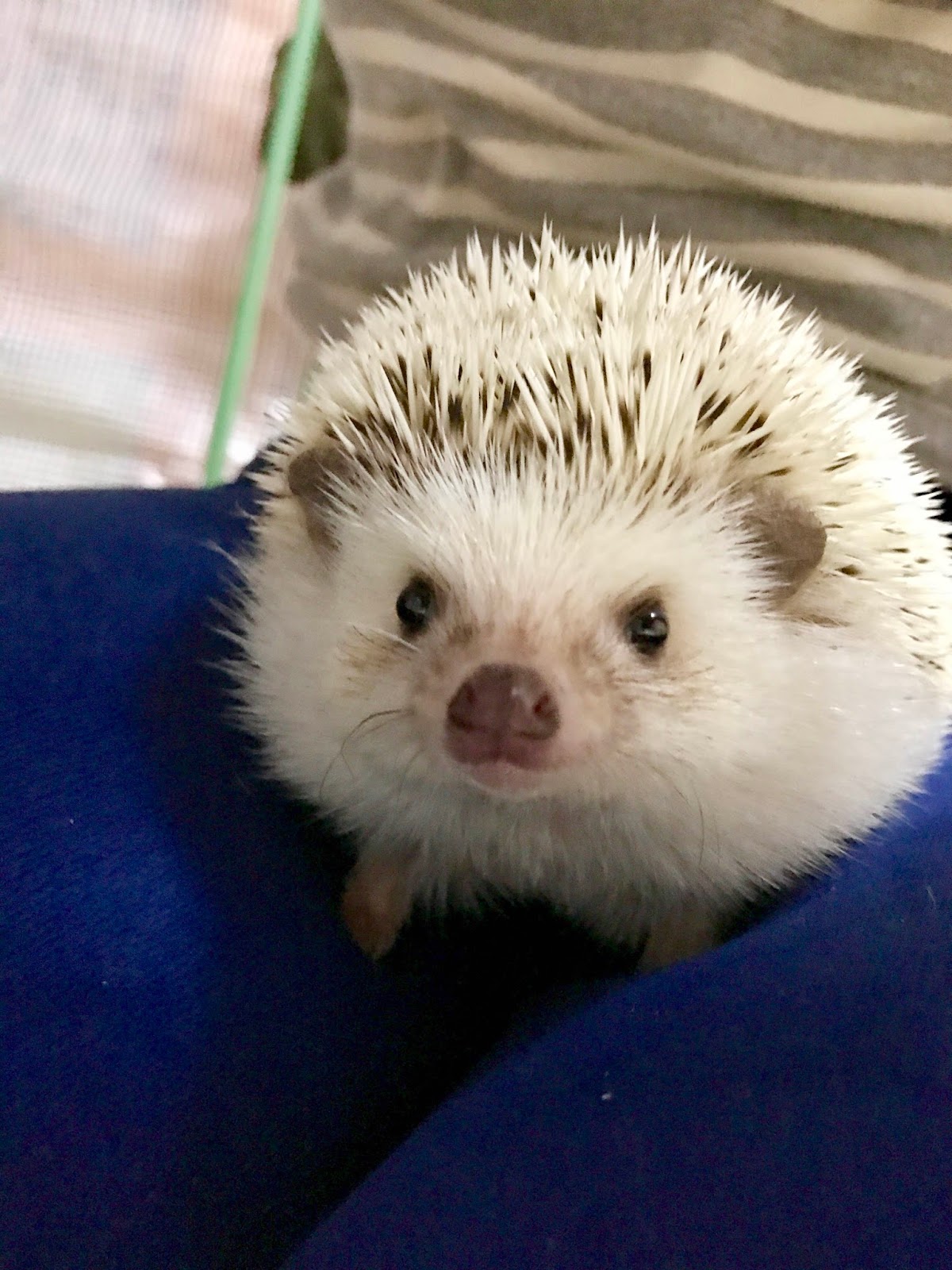 ハリネズミグッズ専門店 Unibo ウニが永眠しました