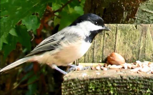 Back Capped Or Hybrid Chickadee In Great Smoky Mountains