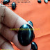 Mata cincin batu BLACK JADE Giok Hajar aswaj  Aceh Bulat oval Jumbo 02 by: IMDA Handicraft Kerajinan Khas Desa TUTUL Jember