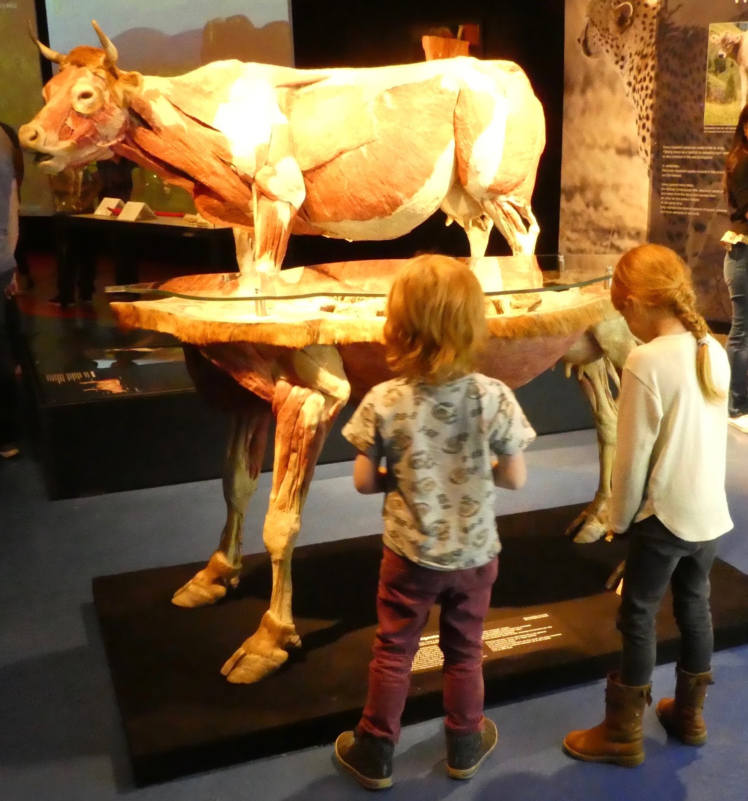 taking your children to see Animal Inside Out at Life Science Centre, Newcastle
