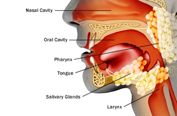 An Illustration of The Upper Respiratory Tract