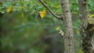 レンドルシャムの森事件の目撃者は、 森の中で 奇妙な光が 浮かんで飛び回っていると報告した。 UFO研究センター