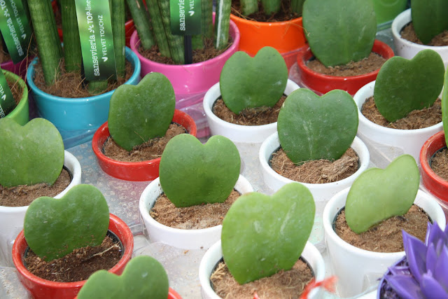 Χόγια κέριι (Hoya kerii) Χόγια κέριι (Hoya kerii)