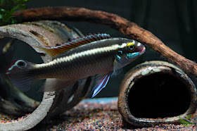 Pelvicachromis sacrimontis spawning
