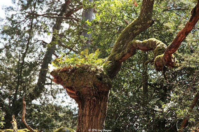 Bois de cref ? Cuvier Fontainebleau (C) 2016 Greg Clouzeau Bois de cref ? Cuvier Fontainebleau (C) 2016 Greg Clouzeau