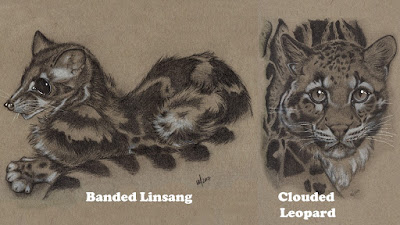#2017MMM - March Mammal Madness - LibGuides at Arizona State University