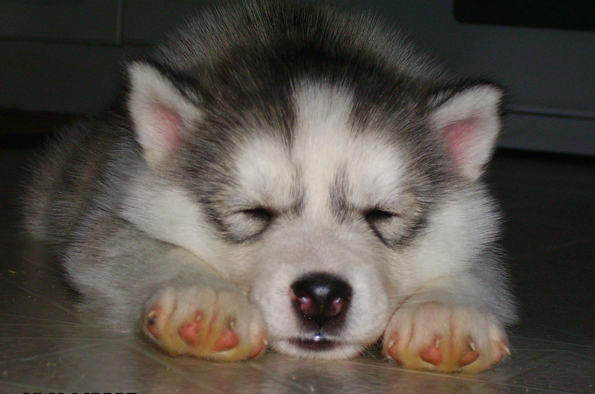 Dogs Cutest Husky Puppies Ever