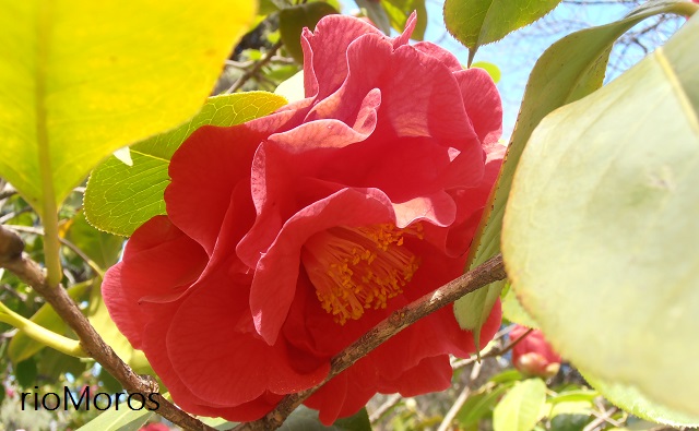 CAMELIA de flor roja Camellia Dr Clifford Parks