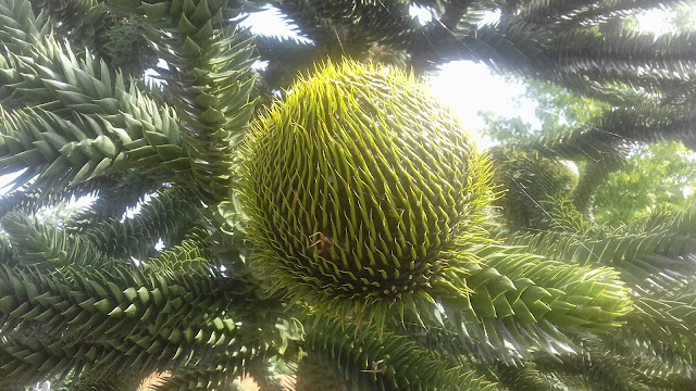 Cawlyd/Fruition/24th June 2018/20180624_112125.jpg