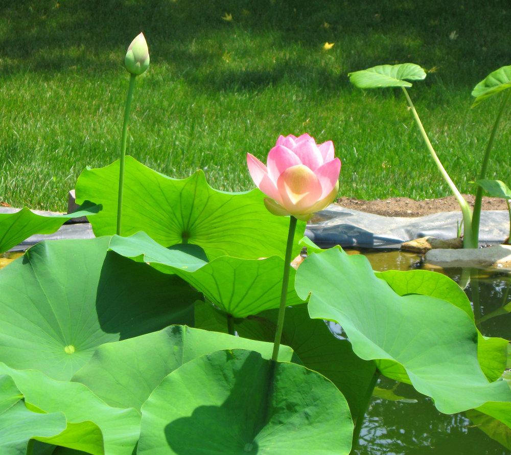 FeltSewGood Pond Life