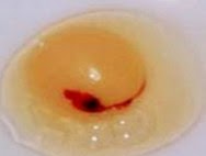 Timbulnya blood spot pada telur akibat defisiensi vitamin A