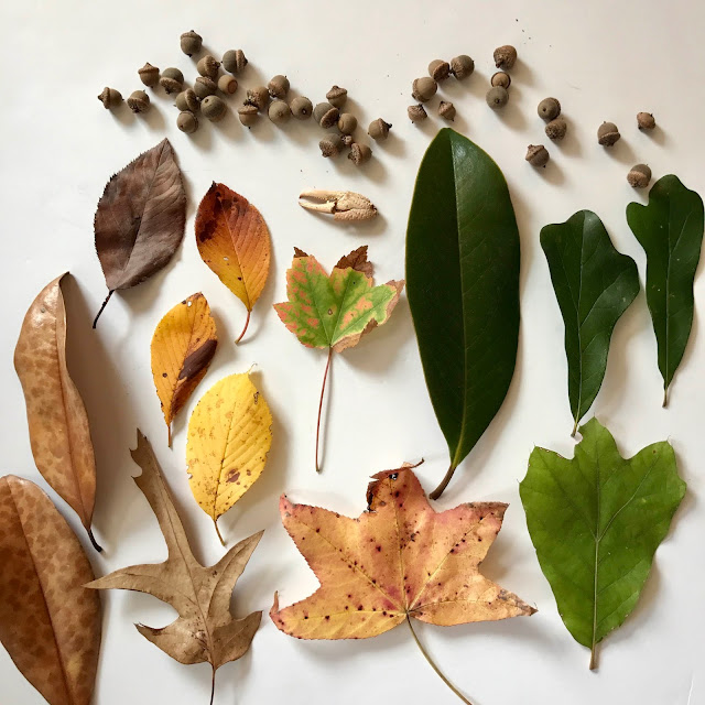 Love, Joleen: Preschool Theme: Leaves