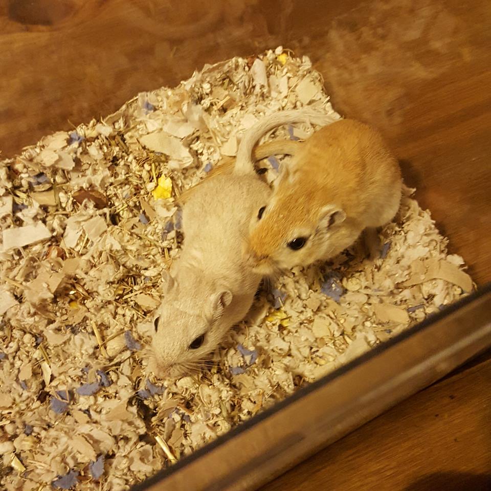 Gerbil Garden Bringing Home Your First Gerbil