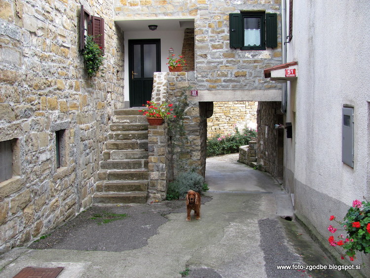 Koštabona Slovenija, J. Primorska