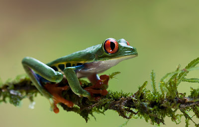 Frogs photos - Fotos de ranas