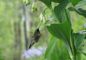 A Garden Visitor