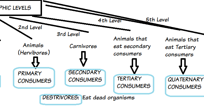 Close Your books, Please: 5th Grade - Ecosystems - Trophic Levels Mind Map